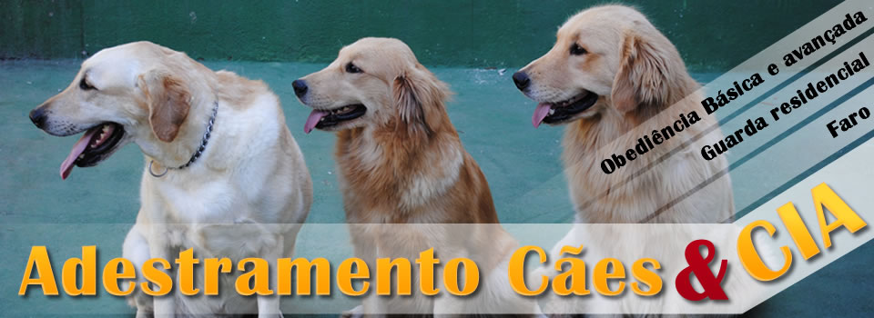 adestramento de cães em cachoeiro de itapemirim, cães de faro, cães guia, cães de guarda.